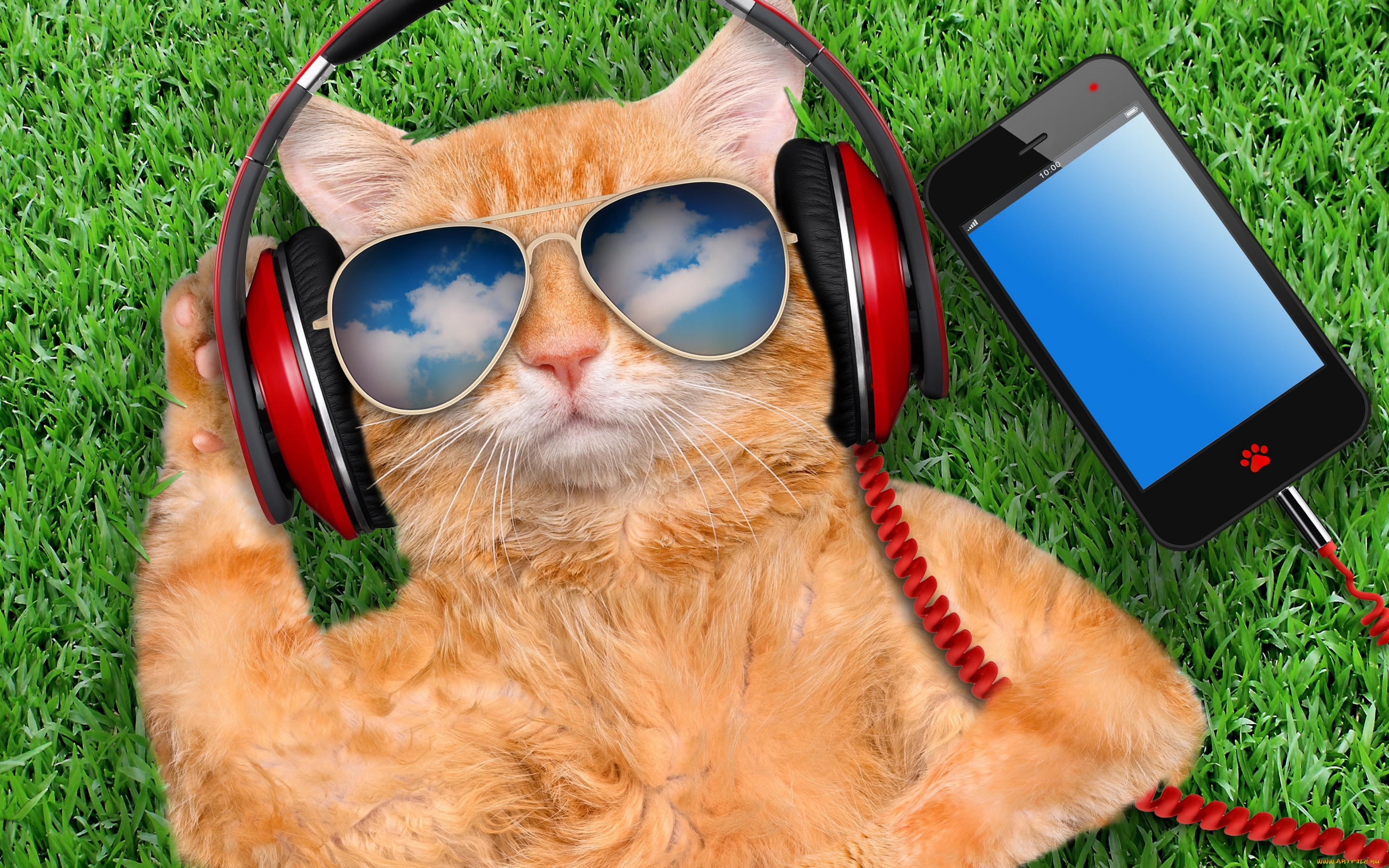   , grass, cat, glasses, smart, phone